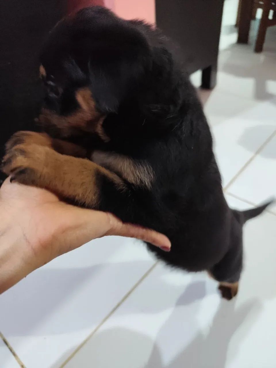 Vendo filhotes de Rottweiler  - Foto 4