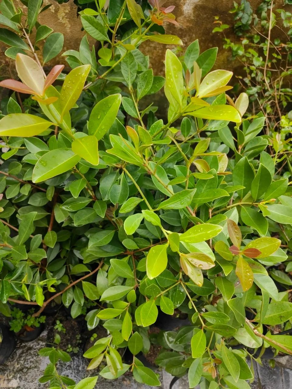 Mudas de Araçá Paulista enxertado - Foto 2