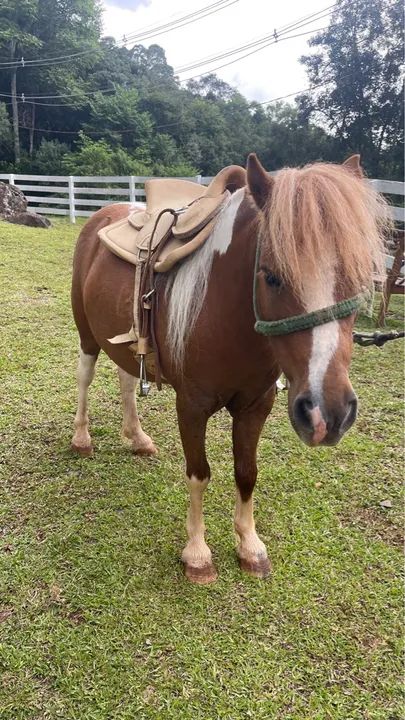 Vendo Pônei encilhado 