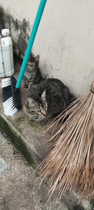 Doação gatos filhotinhos - Foto 2