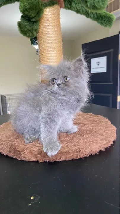 Entrega grátis  - Foto 5