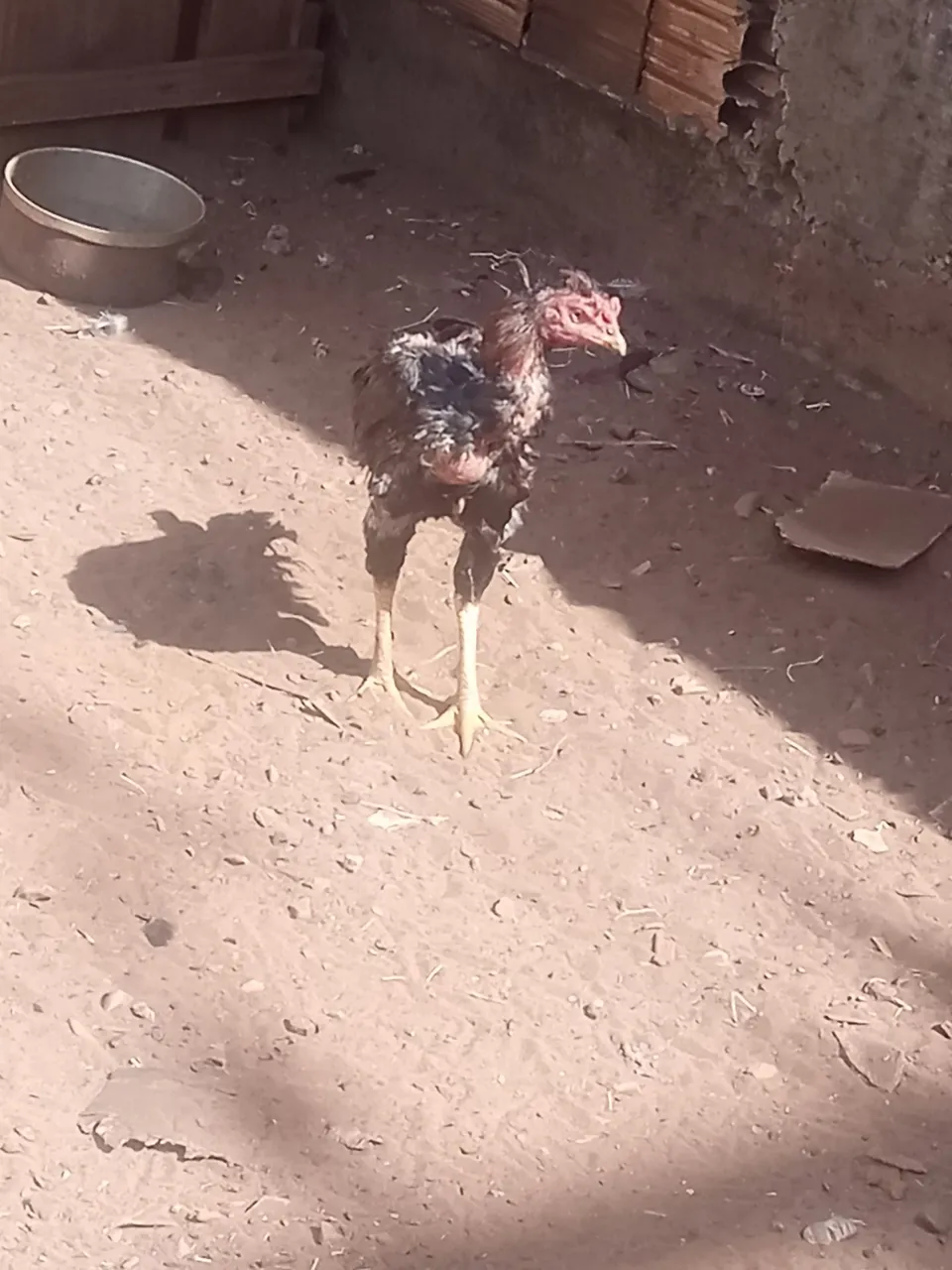 Galo indio
