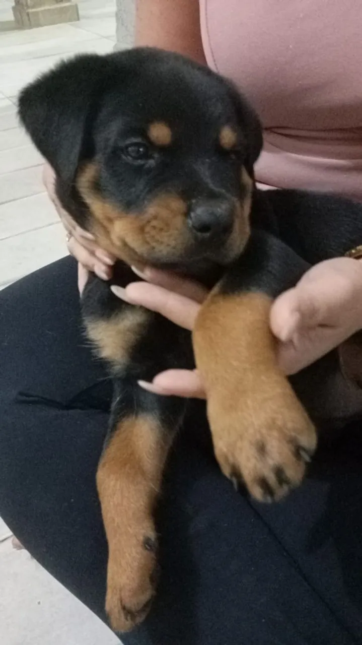 Filhote Rottweiler