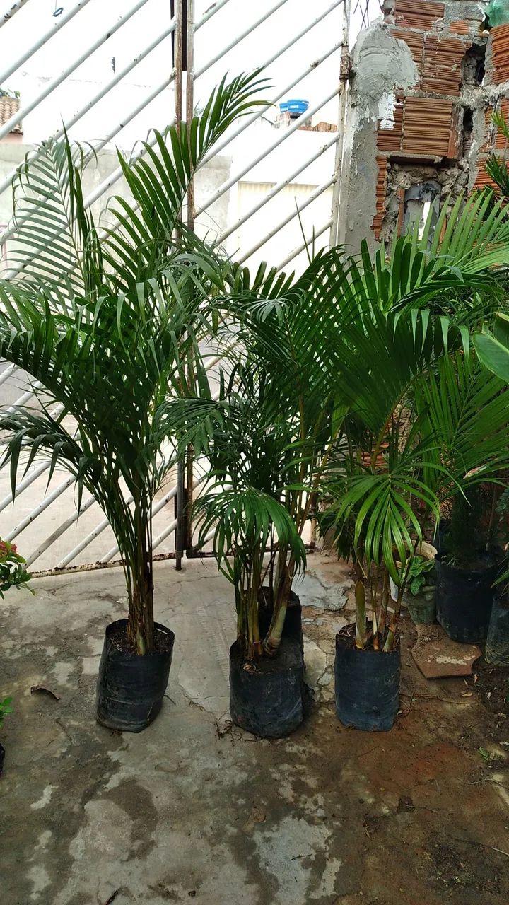 Mudas de Tuia anã para Jardinagem e Paisagismo - Foto 2