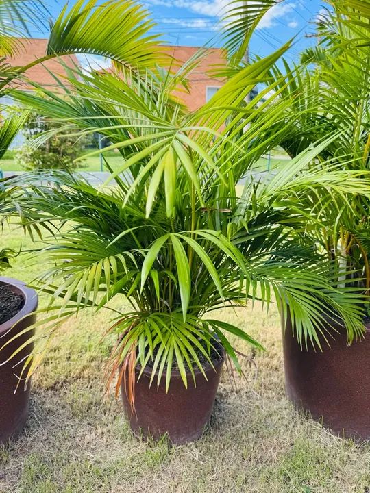 Palmeira Areca - Planta de Interior - Foto 2
