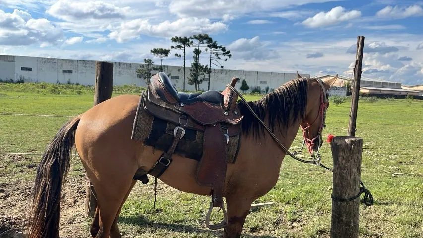 Cavalo campolina  - Foto 2