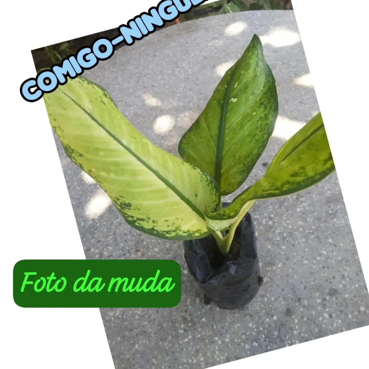 Kit 2 muda comigo ninguém pode 