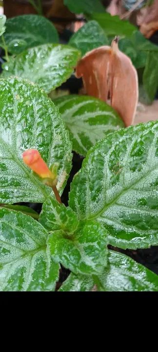 Muda de Flor Amarela. Episcias ou planta tapete a partir de 10,00 reais - Foto 4