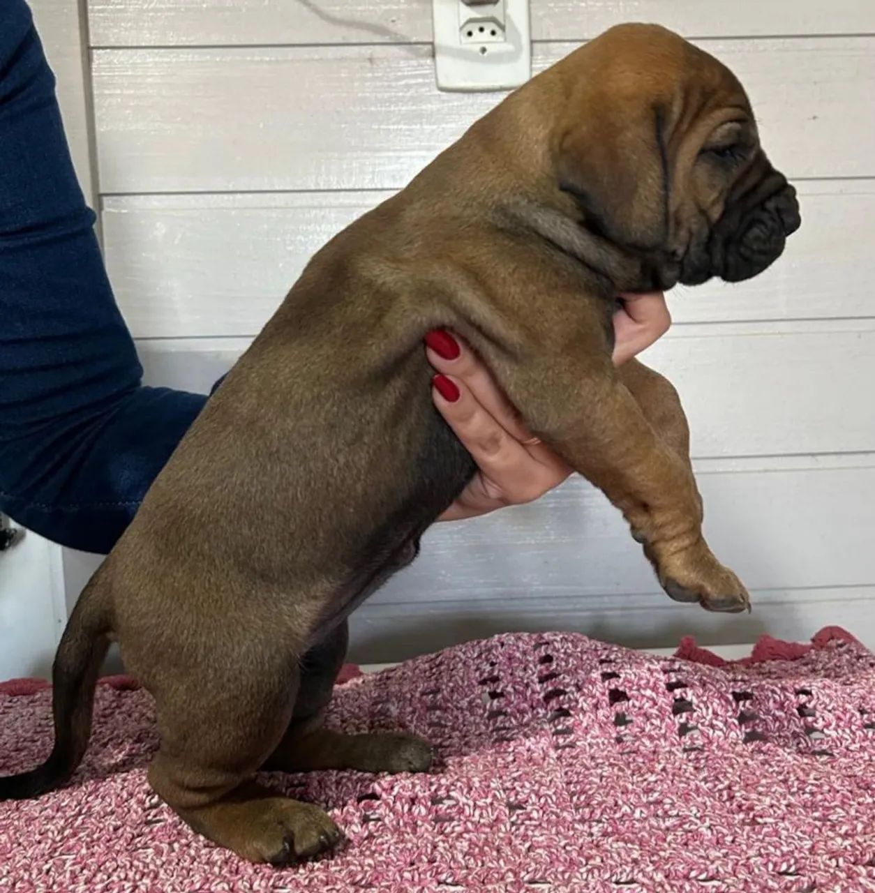 Filhote de Fila Brasileiro - Foto 2
