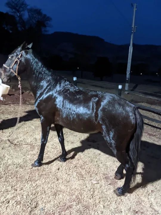 Manga longa castrado  - Foto 2