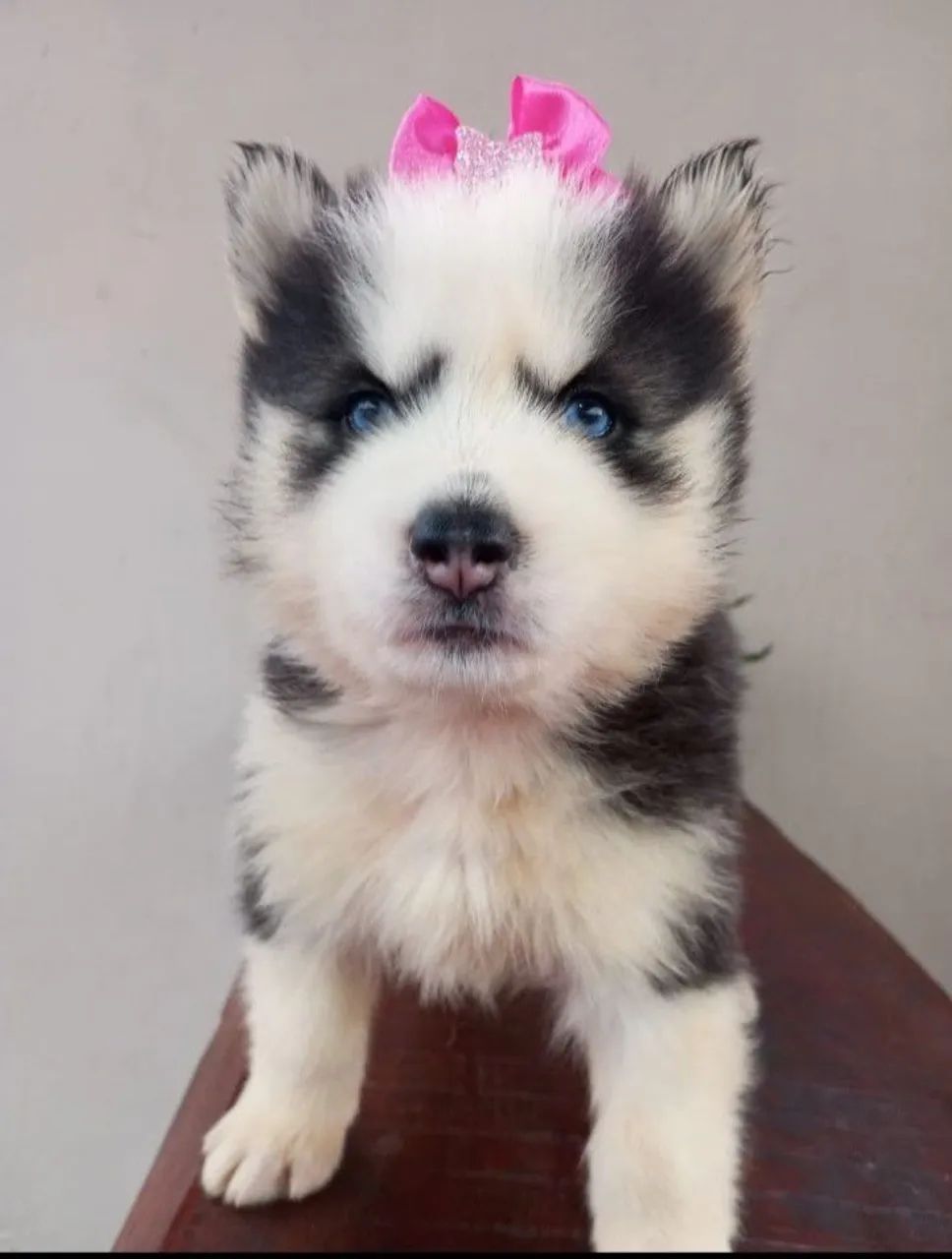 Filhotes Husky Siberiano puros - Pelagem longa - Foto 3