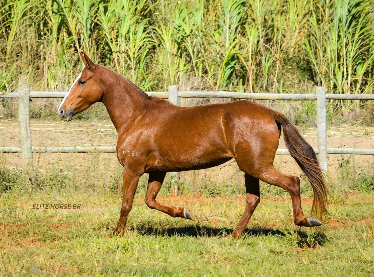 LINDA ÉGUA MM - NEGOCIÁVEL  - Foto 4