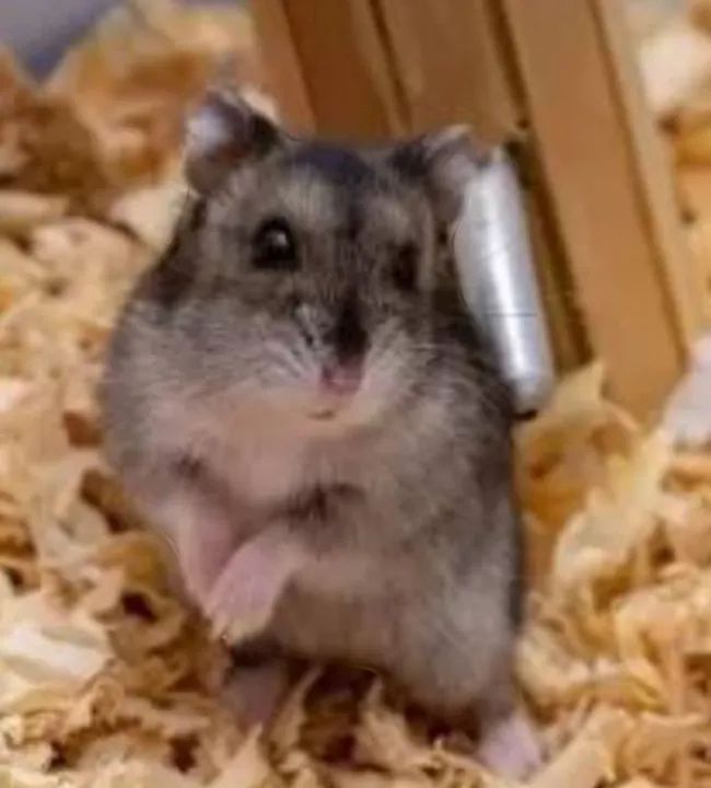 Hamster fofinho - Foto 2