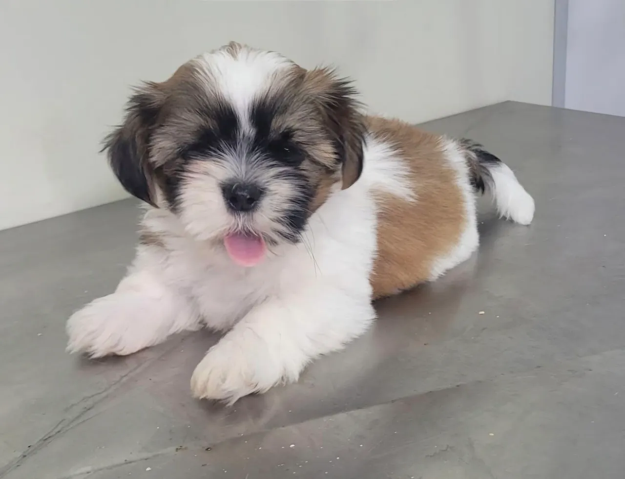 Filhote Shih Tzu à Venda - Fofo e Carinhoso!