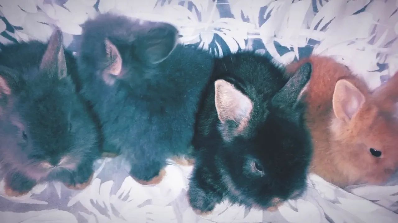 coelhinhos fofinhos angora 