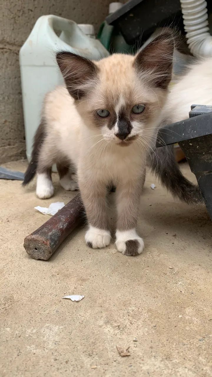 Gatinhos para adoção  - Foto 3