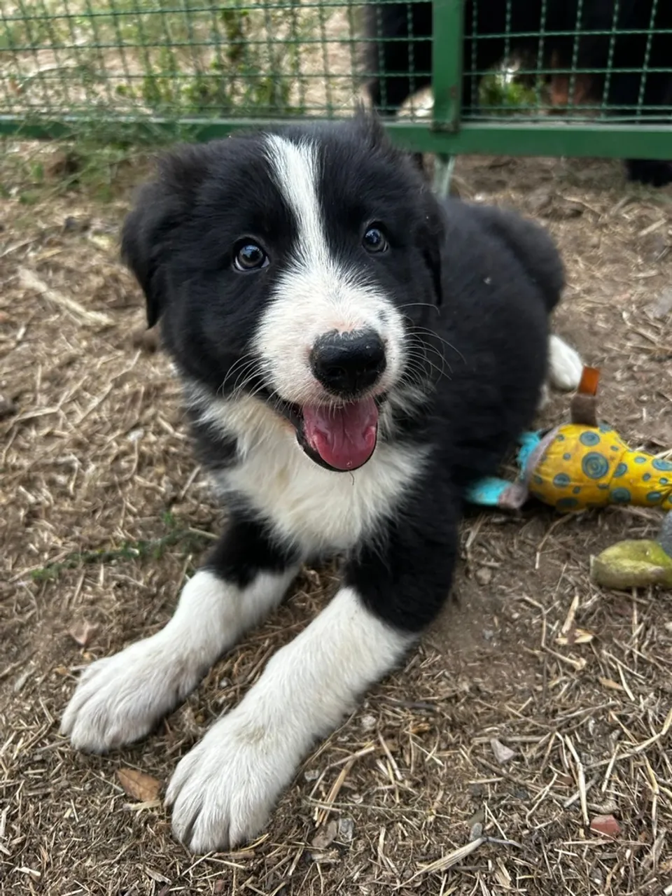Filhotes de Border collie lindos e saudáveis!