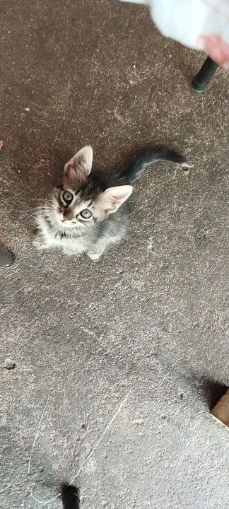 Doação gatos filhotinhos