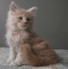 Maine Coon Filhotes Encantadores na Cor Red - Foto 3