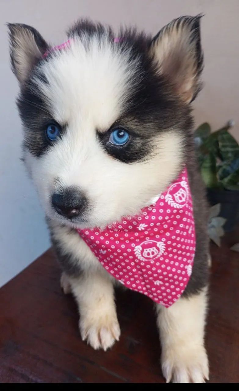 Filhotes Husky Siberiano puros - Pelagem longa - Foto 4