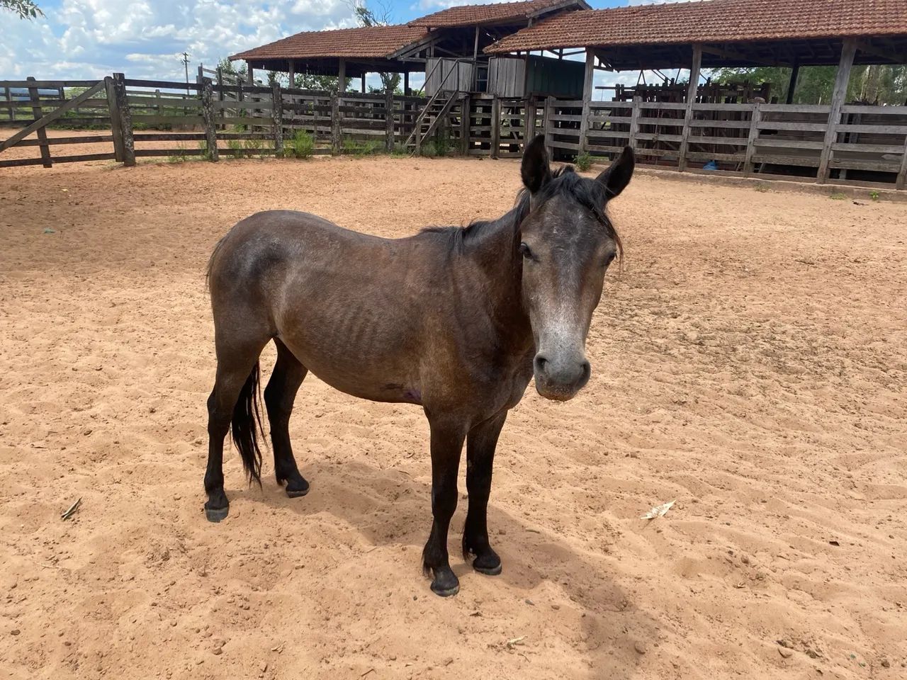 PÔNEI À VENDA  - Foto 2