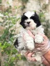 Shih tzu Fazemos criação profissional, com todo empenho, carinho e Amor