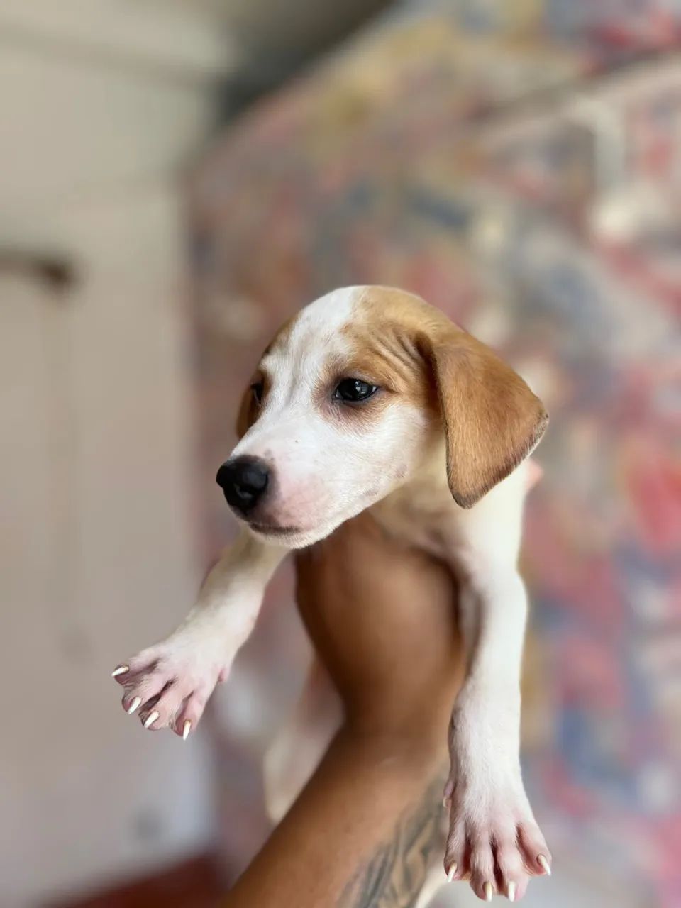 Filhote de Cachorro