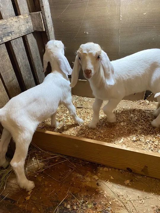 Vende-se Cabras/Cabritos  - Foto 5