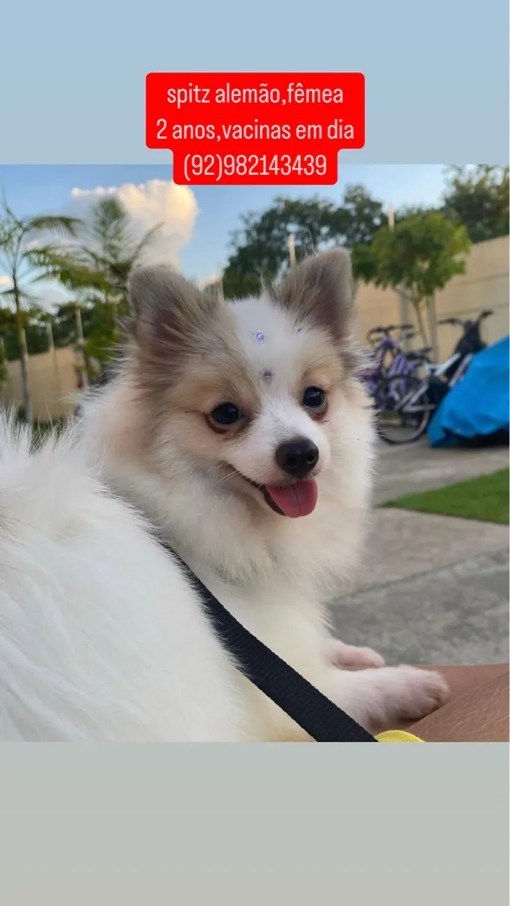 Spitz Alemão Fêmea - 2 Anos, Vacinada