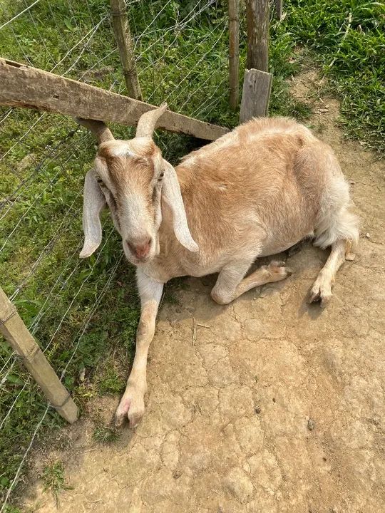 Vende-se Cabras/Cabritos  - Foto 4