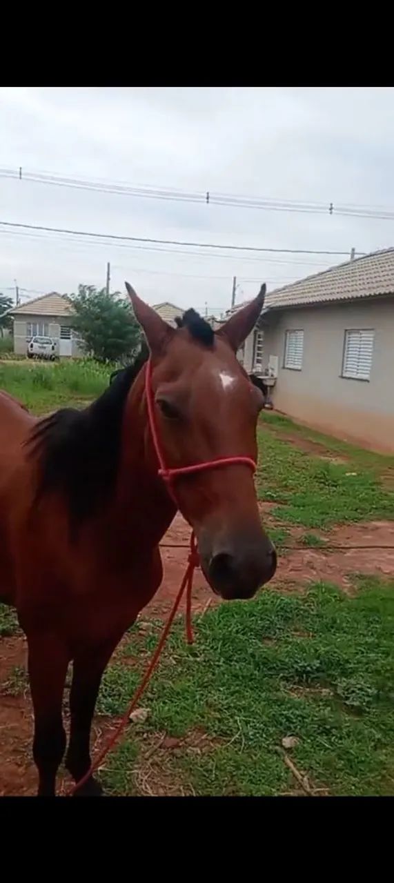 Égua grávida ela tem 5 anos  - Foto 2