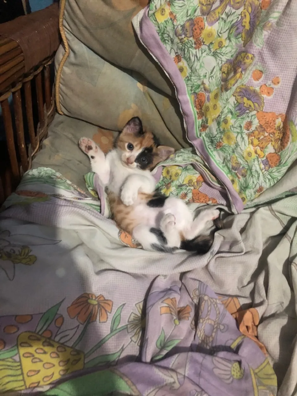 Adoção responsável de uma gatinha 