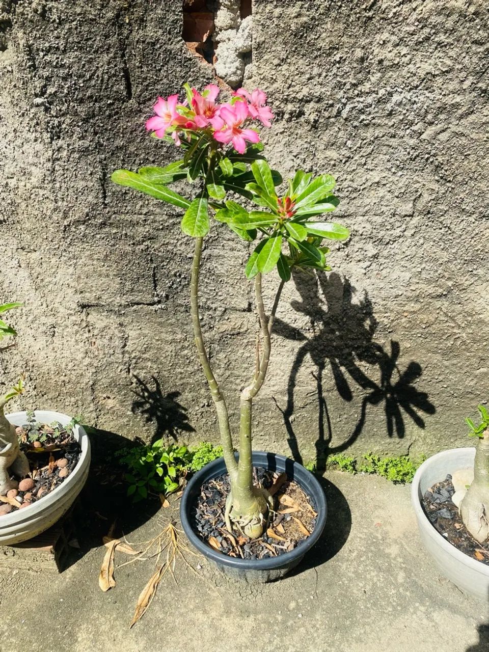 Adenium obesum (Rosa do Deserto) em vaso - Foto 2