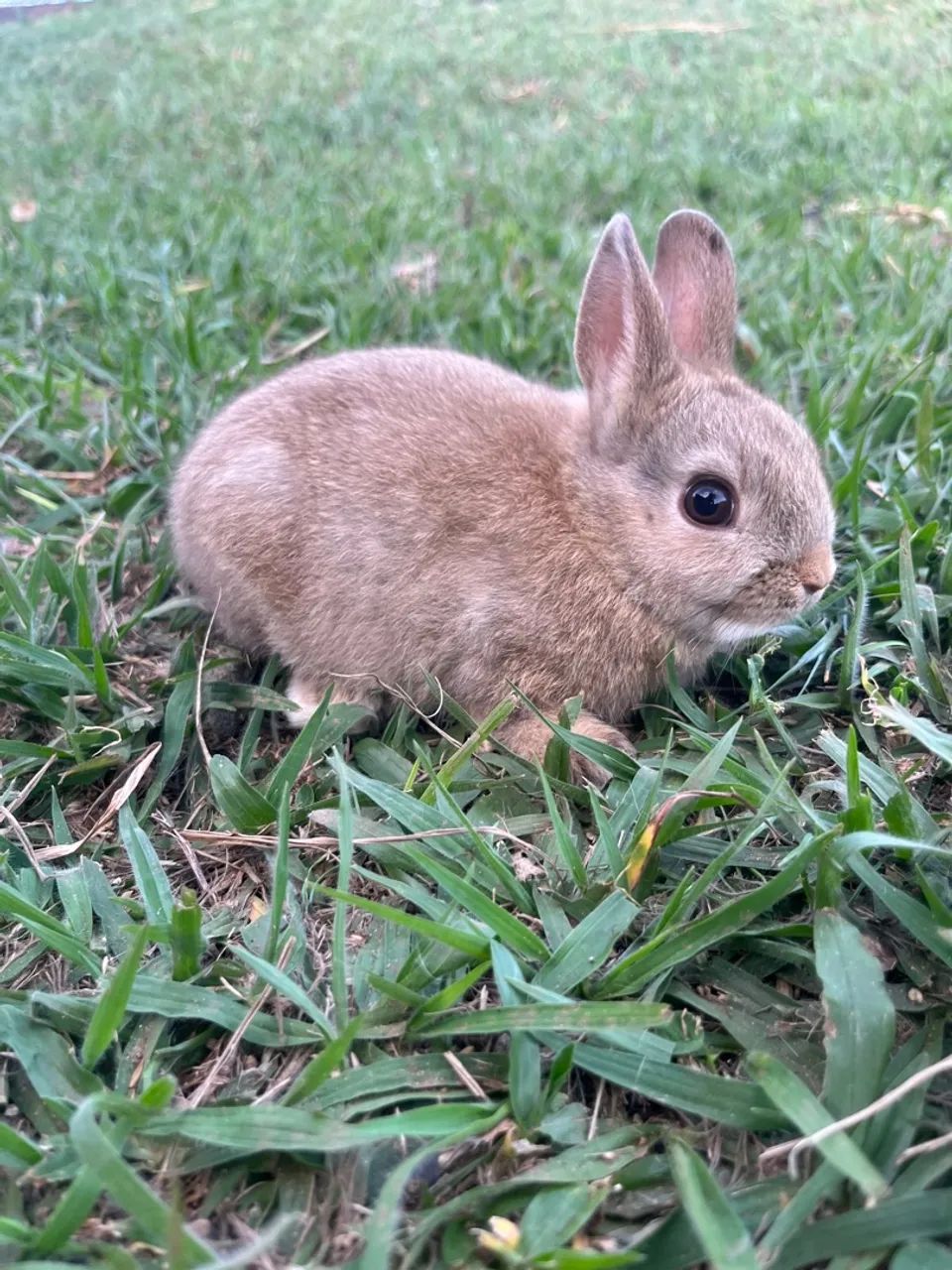 Mini coelho, Netherland  - Foto 5