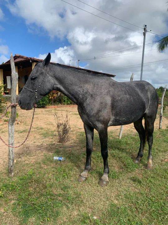  Vende está linda égua mestiça de mangalarga  - Foto 2
