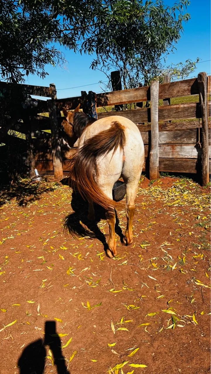 Cavalo Petiço manso  - Foto 3