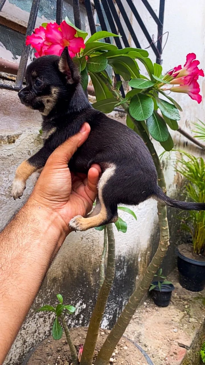 Fêmeas de Chiuauua pelo curto 