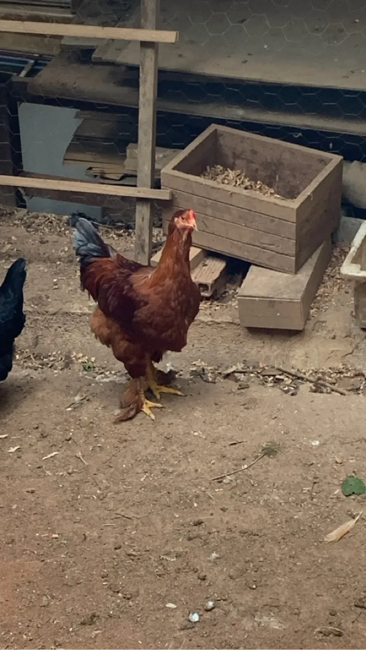 Galo Brahma