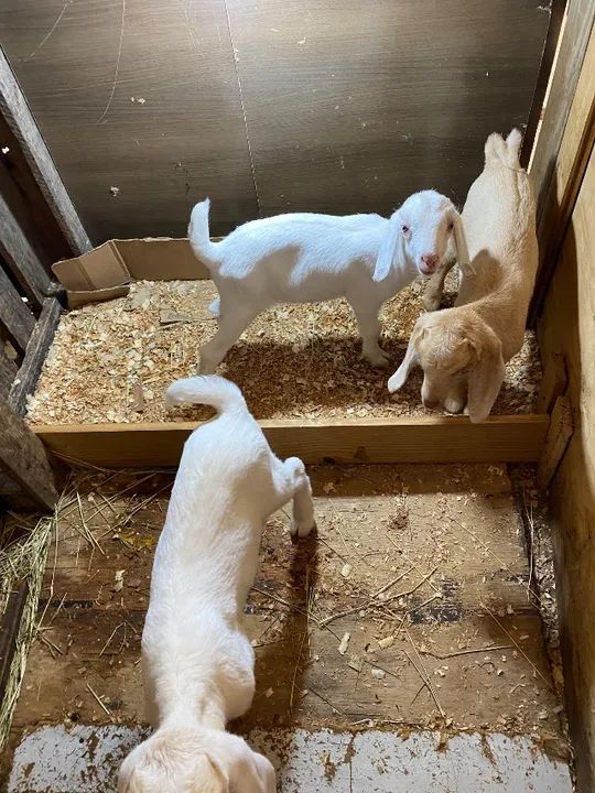 Vende-se Cabras/Cabritos  - Foto 6