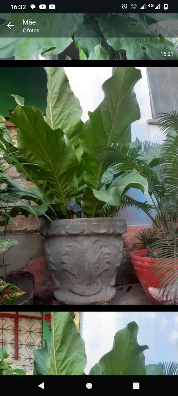 Plantas  - Foto 3