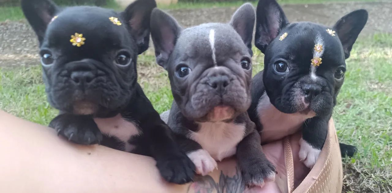 Buldogue francês exótico - Foto 4