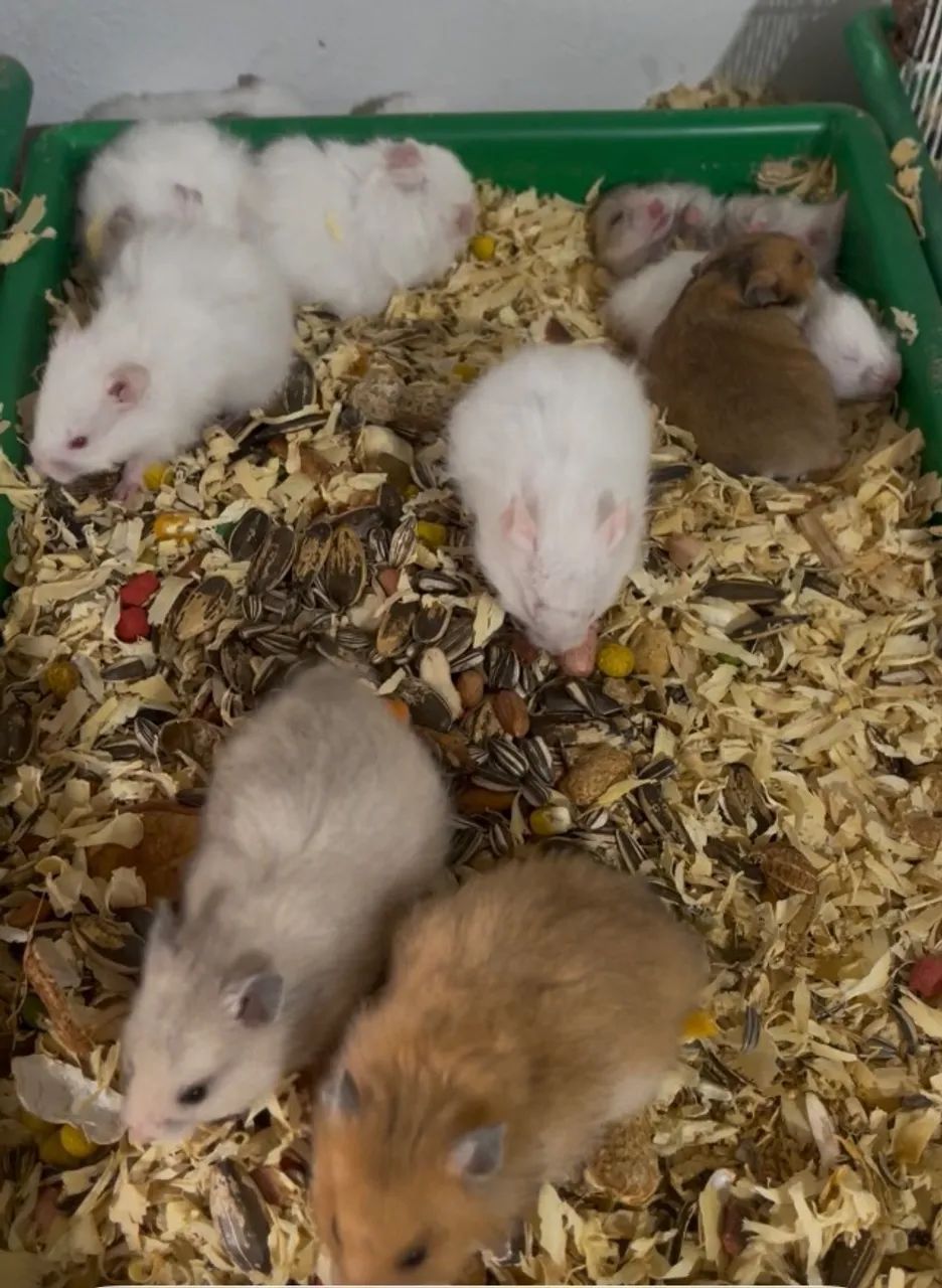 Sírio hamster 