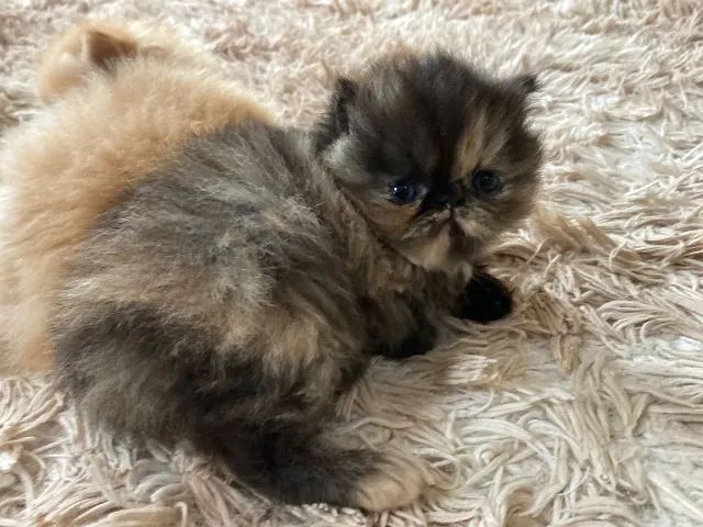 Gatinho Persa - Foto 3