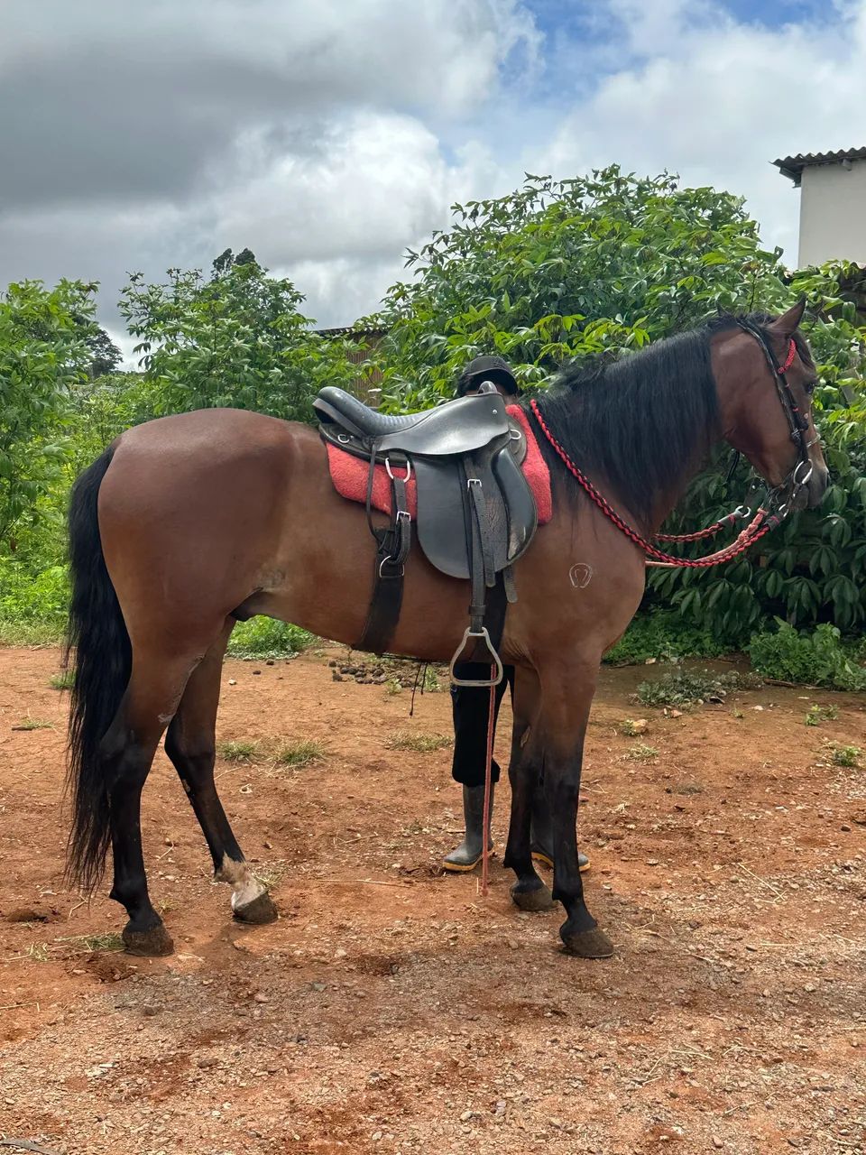 Vendo cavalo mangalarga marchador 