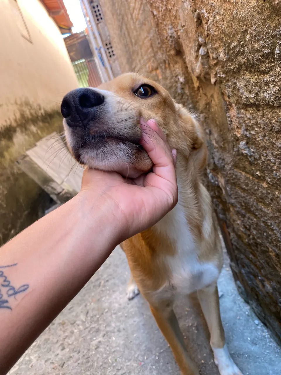 Cachorro p adoção  - Foto 3