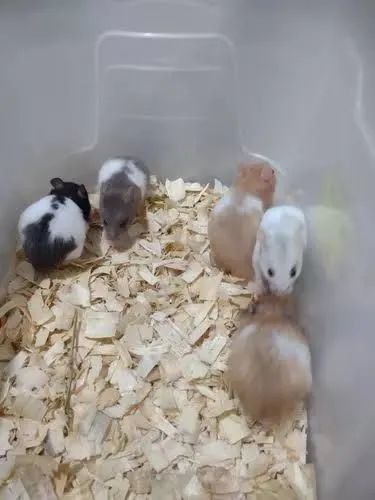 Hamster415080012842291203