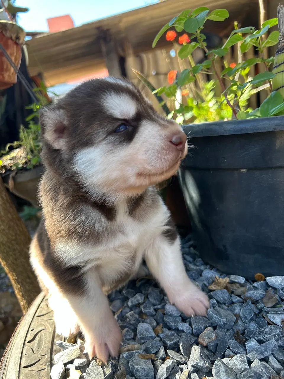 Husky Siberiano  - Foto 3