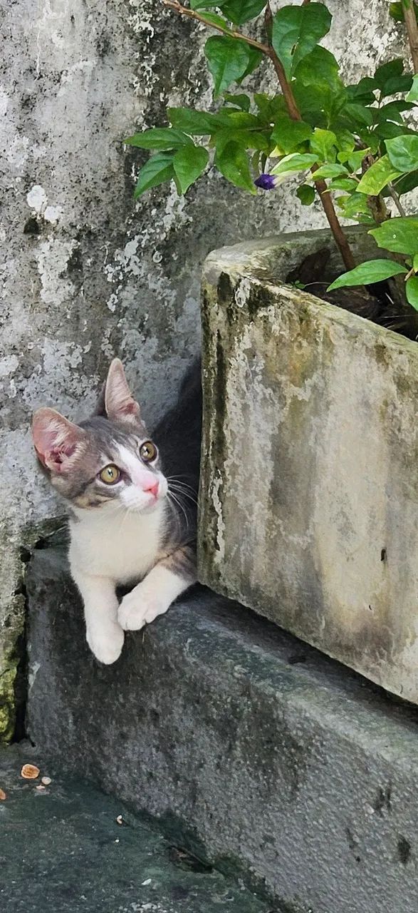 Doação gatinho bebê  - Foto 3