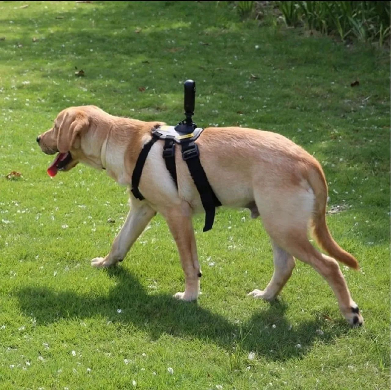 GOPRO SUPORTE CÂMERA CÃES  - Foto 2