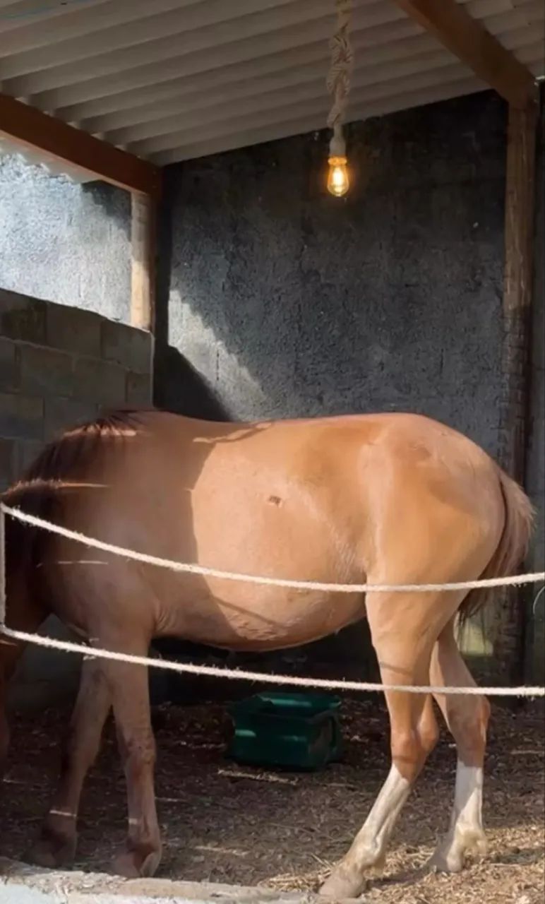 Pônei Piquira à venda